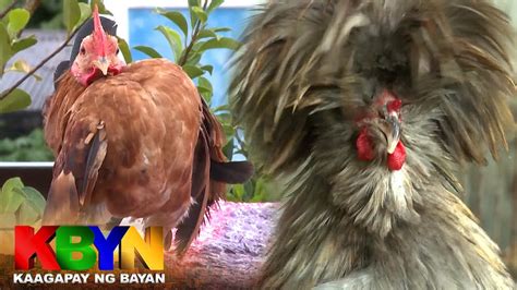 kabilyada|KBYN: Alamin ang manok na mayabang, manok na tumatawa, atbp..